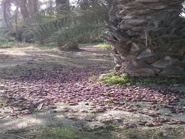 گزارش تصویری از ریزش محصول خرمای منوجان در اثر وزش باد