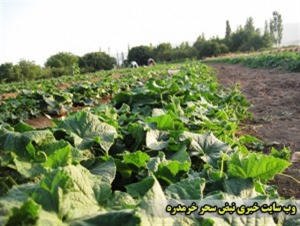 برداشت خیار از مزارع خرمدره