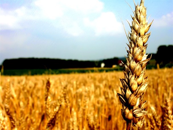 روستای مبارک آباد رتبه برتر زکات مستحبی در استهبان