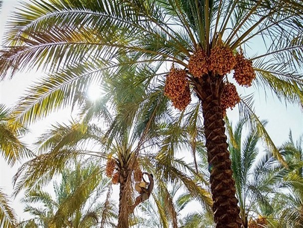 بزرگترین مشکل نخیلات تنگستان آب است