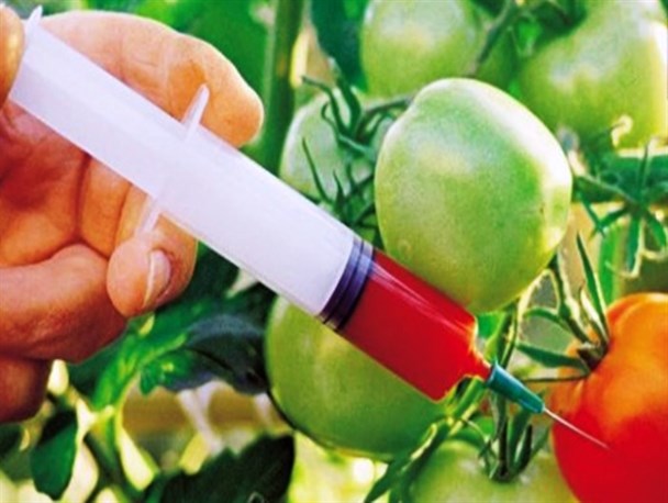 شیرینی محصولات تراریخته با سودجویی آمریکایی‌ها تلخ شد