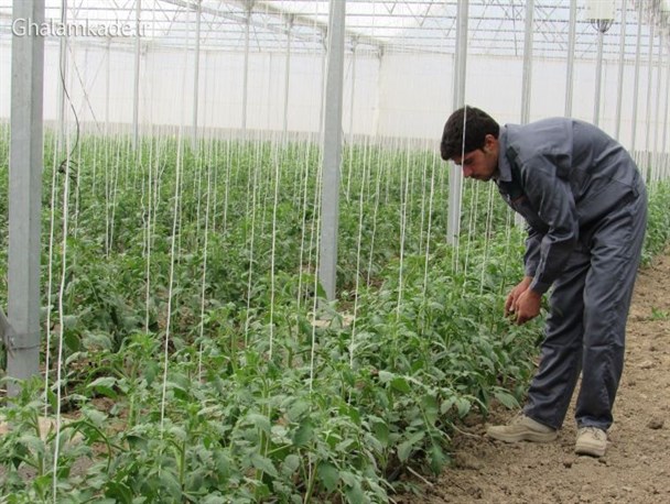 گلخانه تمام مکانیزه سبزی و صیفی در خمینی شهر افتتاح شد