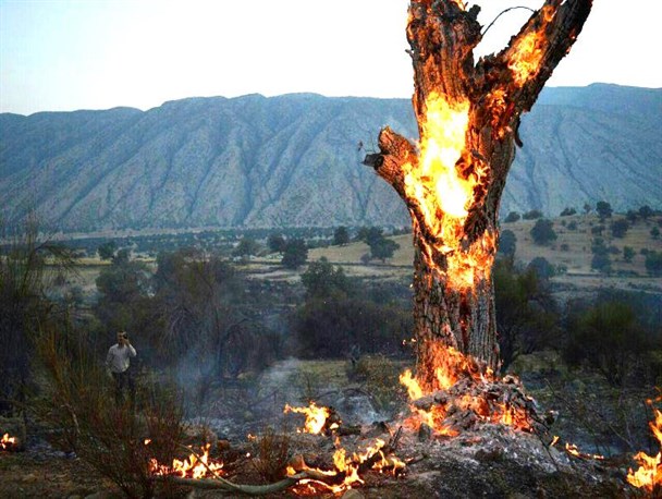 ده‌ها هکتار از باغستان‌های روستای پاپون کازرون در آتش سوخت+تصاویر