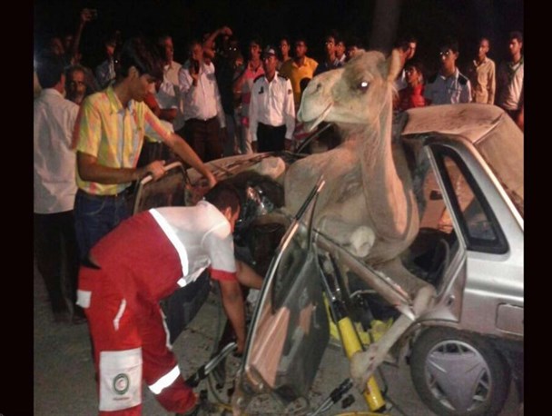 شتر های جاسک عامل کشتارند نه اشتغال