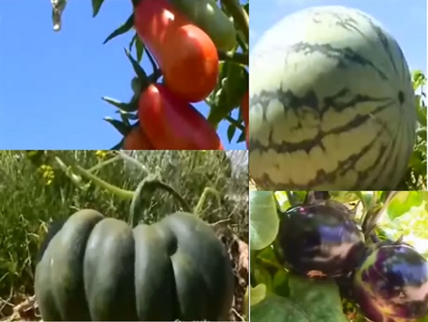 رونمایی از ۷ محصول جدید کشاورزی توسط مهندسان بسیجی استان/گوجه گلابی و بادمجان توپی برای اولین بار در ایران تولید شد