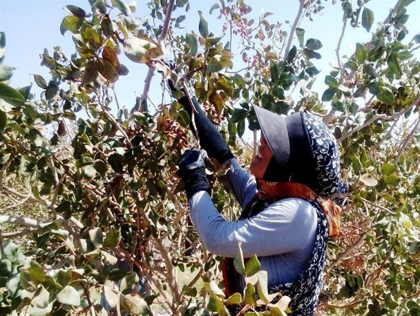 برداشت طلای سبز از باغات پسته دامغان