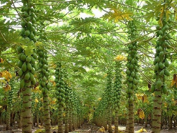پرورش پاپایا میوه گران استوایی برای نخستین بار در خلیل آباد/ سطح زیرکشت گلخانه ای به ۸.۵ هکتار رسید