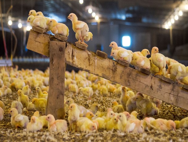 چرا قیمت جوجه یک روزه افزایش یافت؟/ نرخ واقعی به زودی اعلام می شود