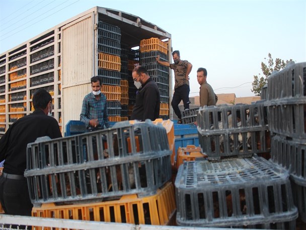 ۴ هزار قطعه مرغ بومی در رشخوار توزیع شد