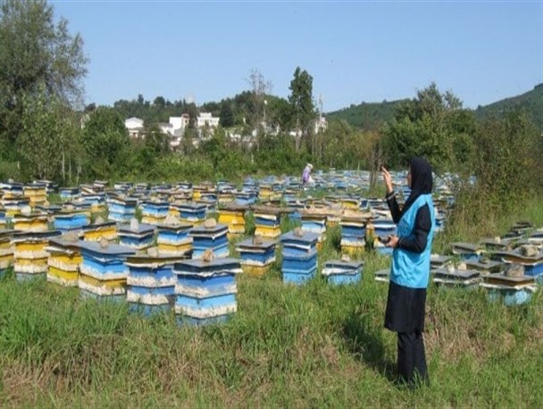 آمارگیری از زنبورستان‌های کرمانشاه نیمه دوم مهر انجام می‌شود