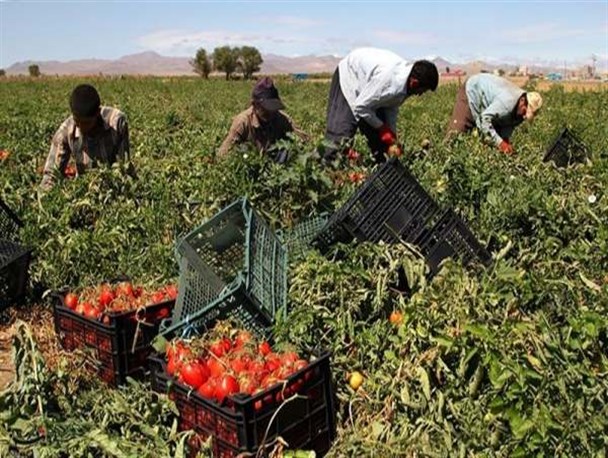 5 هزار هکتار از سطح استان زنجان زیرکشت گوجه فرنگی رفته است