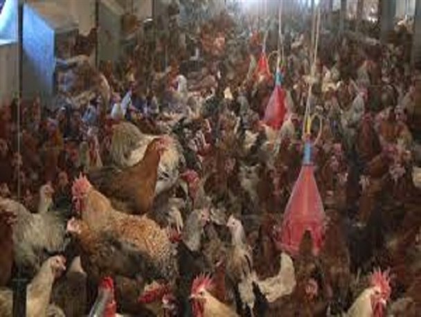 بازار مرغ بومی حال روز خوبی ندارد/ مسئولین به فکر جوانان روستایی باشند