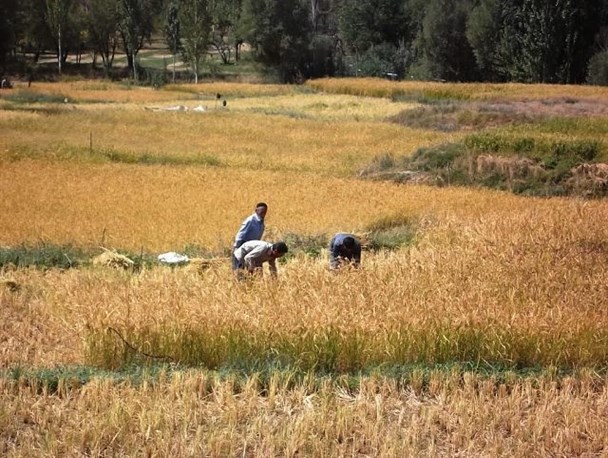 برداشت برنج در مزارع اردل+عکس