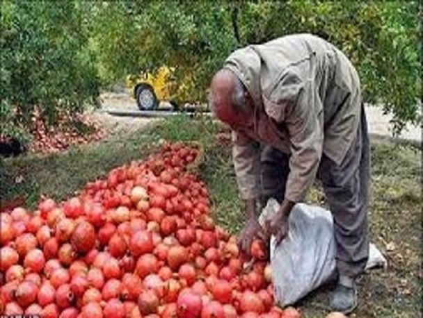 جشنواره انار بادرود چه نسبتی با کشاورزان دارد/ جشنواره نهم به کام باغداران است یا همچنان به نامشان