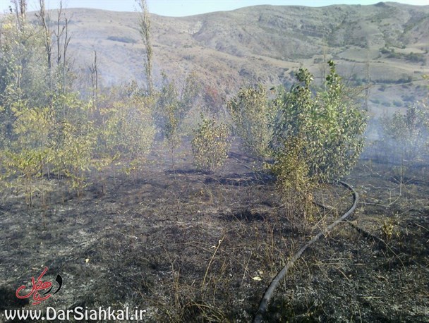 مراتع و جنگل های دره شهدا در ثلاث باباجانی دچار حریق شد/تلاش برای مهار آتش ادامه دارد