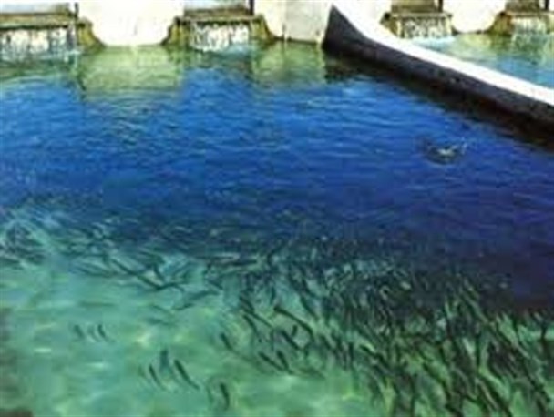 پیوستن شیلات سیستان به جمع صادرکنندگان بچه ماهی