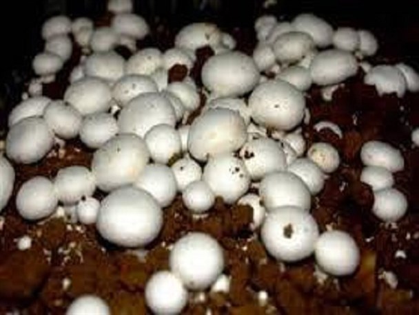 افزایش تولید قارچ با همت تعاون گران زنجانی / با استفاده از فناوری نوین امکان صادرات محصول قارچ در استان فراهم می‌شود