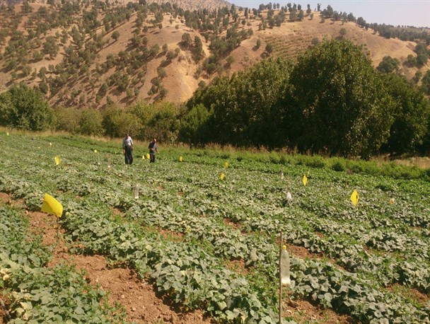 آسیب های کشاورزی آفت مگس جالیز در سردشت کنترل شد