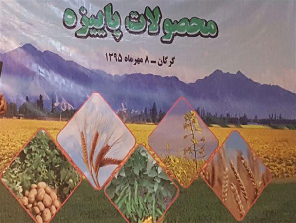 امسال گلستان رتبه دوم تولید گندم و رتبه اول تولید کلزا را به خود اختصاص داد