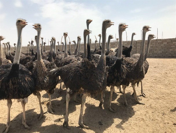2 میلیارد و 15 میلیون تومان در راستای توسعه پرورش شترمرغ هزینه می‌شود
