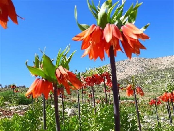 ضرورت توجه به ظرفیت گردشگری و فرصت های شغلی  کهگیلویه و بویراحمد در سفر رئیس جمهور+تصاویر