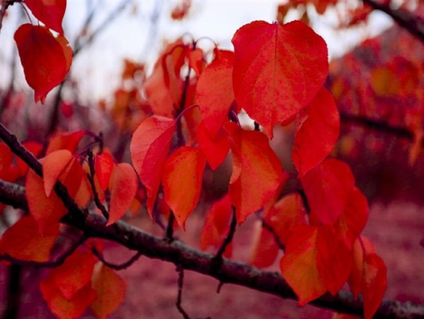 طبیعت زیبای پاییزی در شهرستان میانه+تصاویر