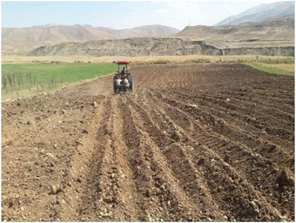 کشت موسیر در ۳۰ هکتار در زمین های مستثنیات دیم و کم بازده کوهرنگ