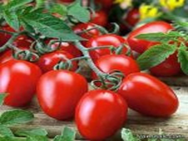 عملیات مبارزه غیر شیمیایی در سطح ۵۰ هکتار از مزارع گوجه فرنگی آبیک