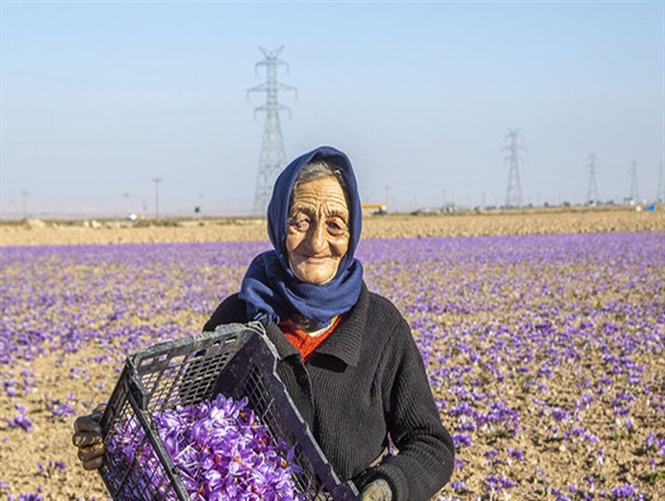 تصاویر/ برداشت زعفران از مزارع خراسان شمالی