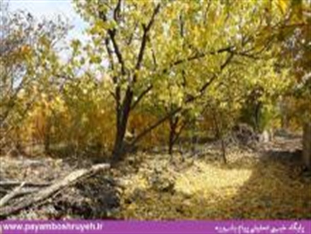 تصاویر جلوه های زیبای طبیعت پاییزی