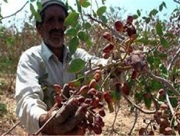 طلای سبز بلوچستان در انتظار حمایت/ رنج باغداران و گنج دلالان