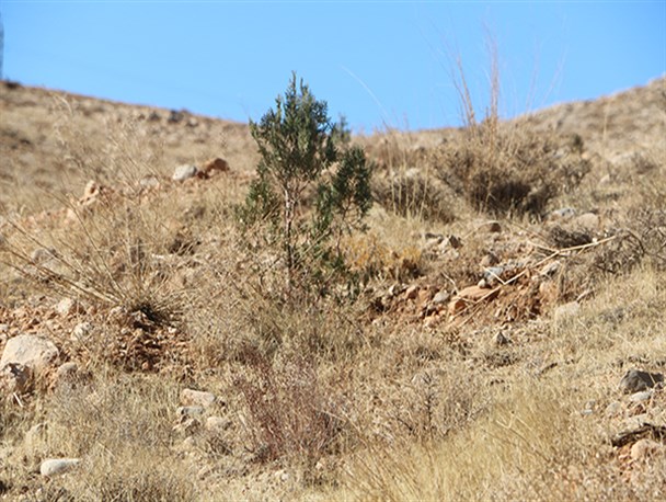 کاشت بیش از ۱۸۰۰۰ درخت در تپه جنوبی اردکان