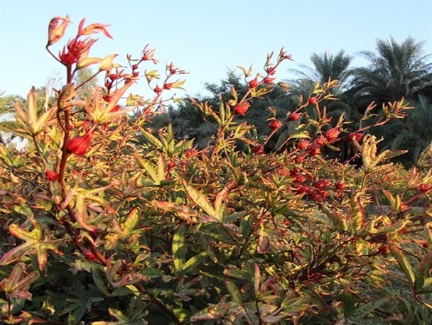 برداشت ۲۴۰ تن چای ترش از مزارع کشاورزی جنوب استان/ چای دلگان به روسیه صادر می شود