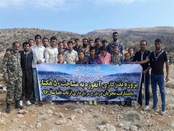 کاشت گیاه دارویی آنغوزه در ارتفاعات روستای ارباب علیا +تصاویر