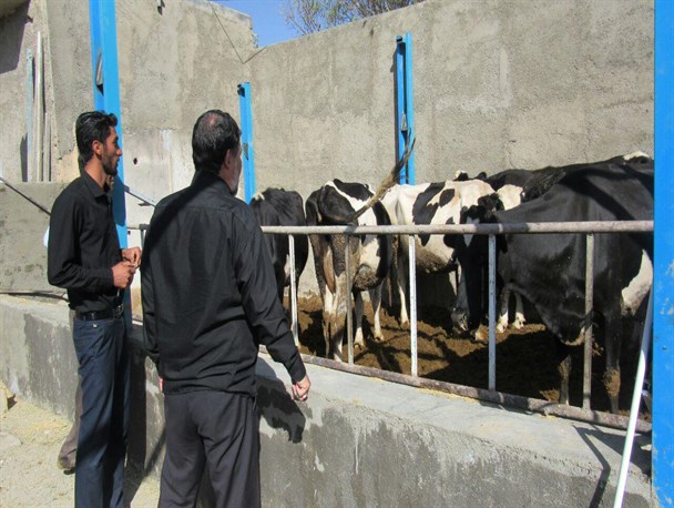 بسیج سازندگی بازوی یاری‌رسان تحقق اقتصاد مقاومتی/ تولید سالانه 43 تن شیر