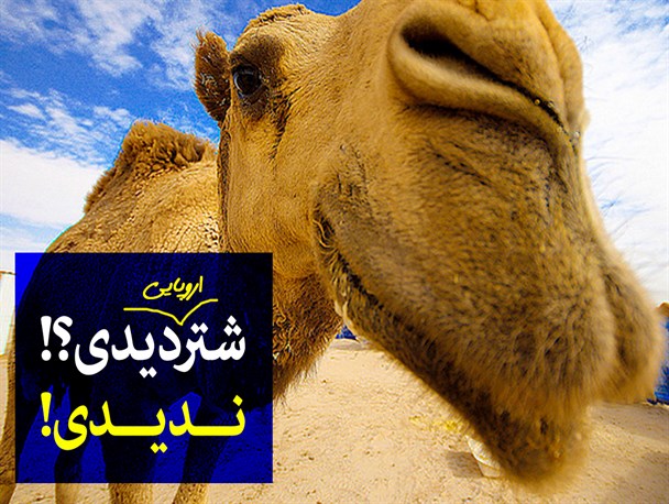 پوستر/شتردیدی؟!ندیدی!