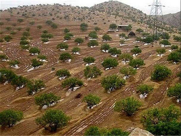 سطح باغات در اراضی شیب‌دار لرستان به ۵ هزار هکتار افزایش پیدا می‌کند