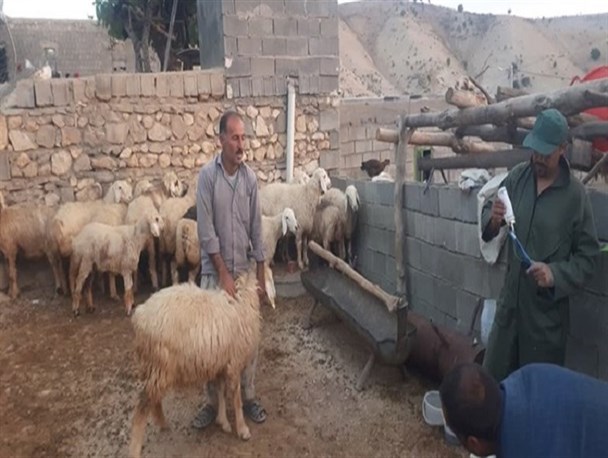 اصلاح نژاد بیش از ۹ هزار رأس دام سبک در رشتخوار