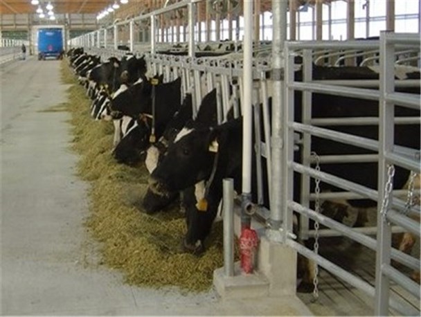 صدور و تمدید 29 پروانه بهره برداری بخش دامپروری نکا