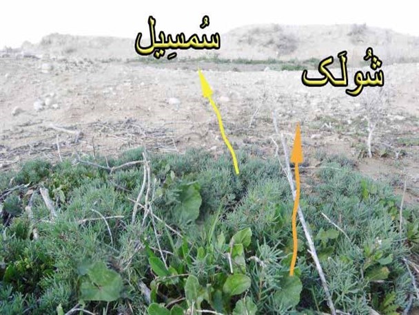 سفره سبز هرمزگانی ها در فصل زمستان/ سمسیل و شولک غذای اصلی مردم استان در فصل زمستان