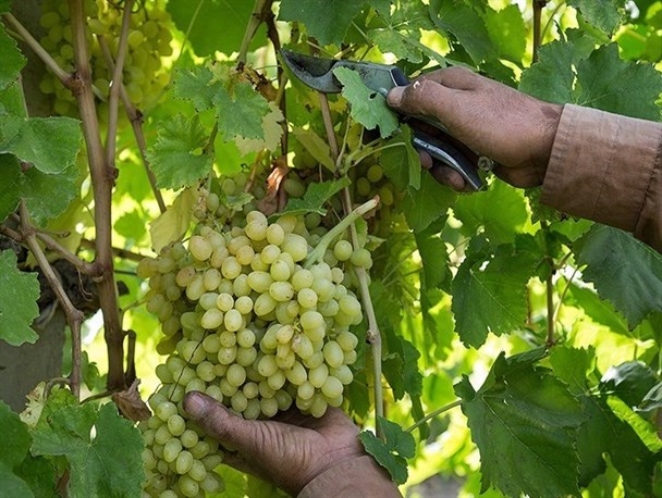 محصولات کشاورزی آذربایجان‌شرقی در جاده خاکیِ صادرات/ برای ارزآوری چه باید کرد؟