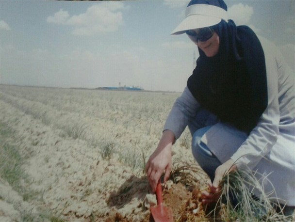 صادرات ۵۰ کیلوگرم زعفران به ترکیه/ عدم تحقق وعده‌های مسئولین در جهت حمایت از کارآفرینان