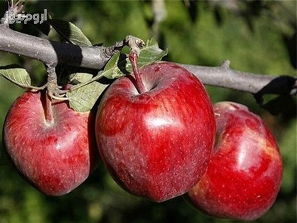 آذربایجان غربی جایگاه نخست تولید سیب کشور/ 400 هزار تن سیب در سردخانه ها سرگردانند