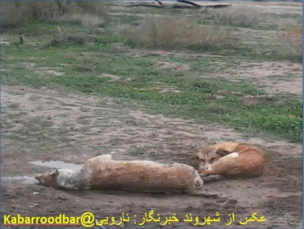 حیوانات هم عزاداری می کنند/عکس