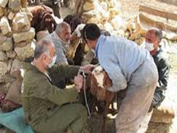 60 هزار رأس دام سبک در روانسر واکسینه شد