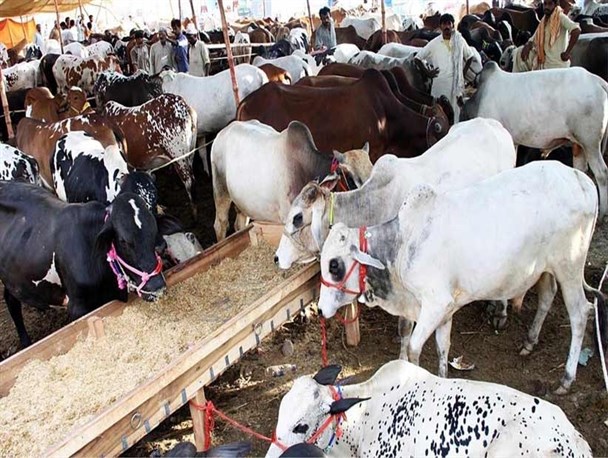 واردات 13هزار راس دام زنده از مبادی رسمی سیستان وبلوچستان