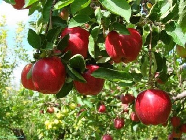 رشد ۱۰۰ درصدی تولید محصولات باغی در قزوین