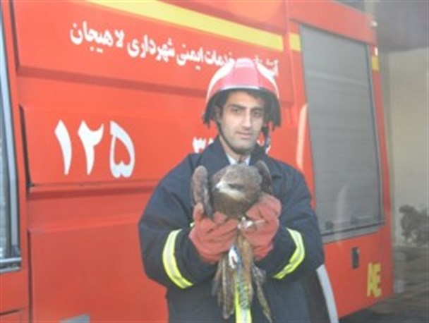 نجات پرنده شکاری در خیابان سردارجنگل لاهیجان