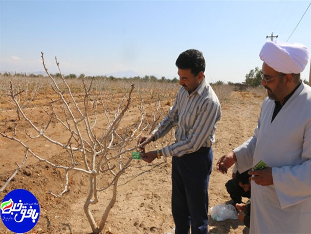 طرح شجره طیبه با درختان پسته خیر بافقی در این شهرستان آغاز شد