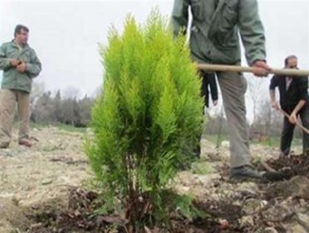 کاشت بیش از 11 هزار اصله نهال مثمر در سبزوار در آستانه سال نو